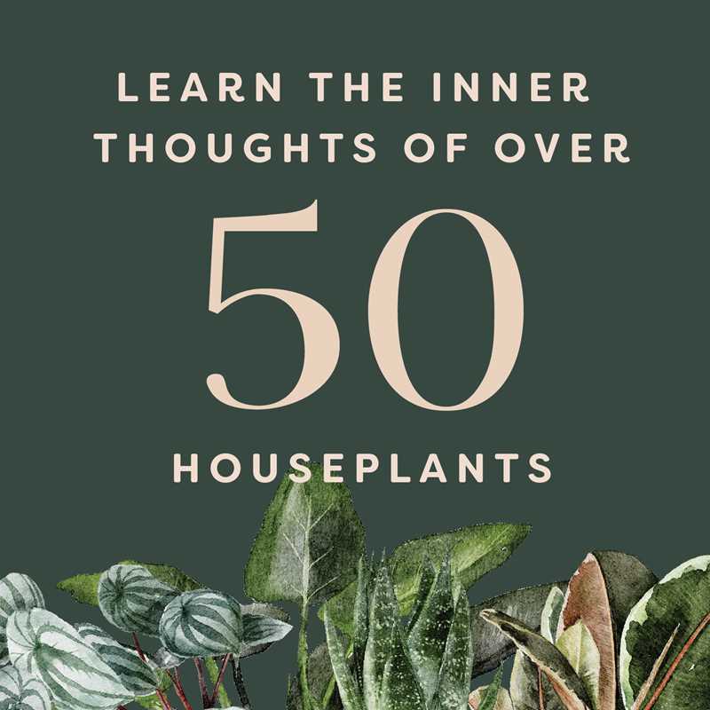 Houseplants and Their Fucked-Up Thoughts by Carlyle Christoff: Hardcover; 96 pages / English